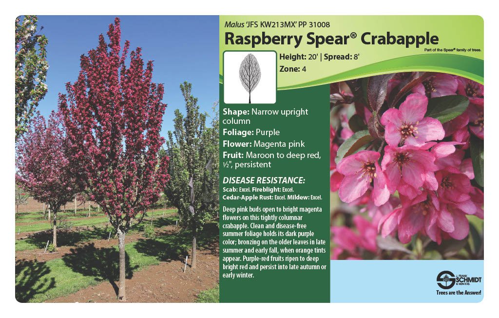 Raspberry Spear Crabapple (2).jpg