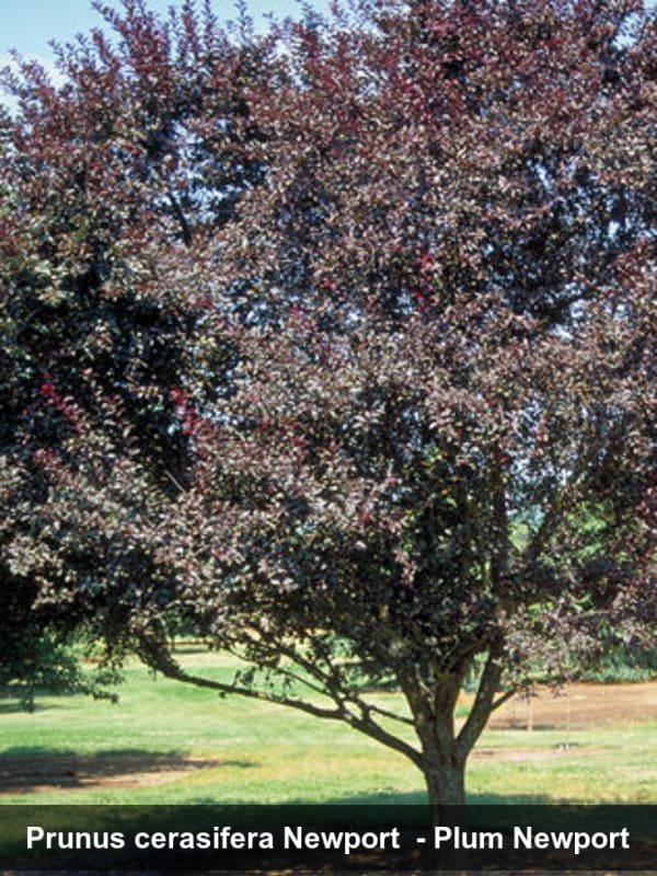 Newport Plum flowering 3.jpg (Copy)