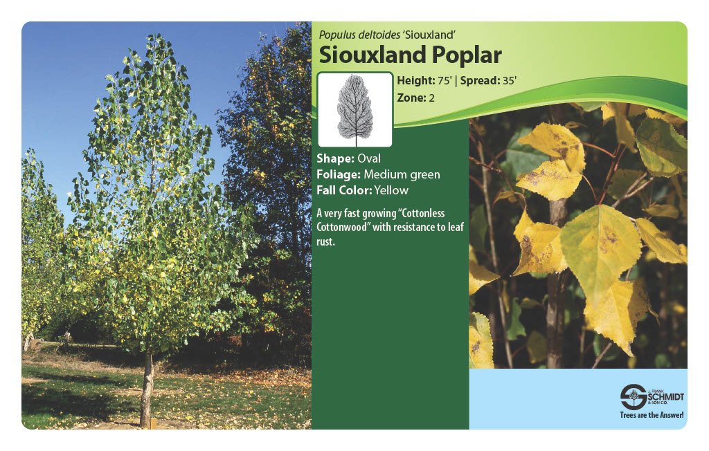 Siouxland Cottonwood.jpg