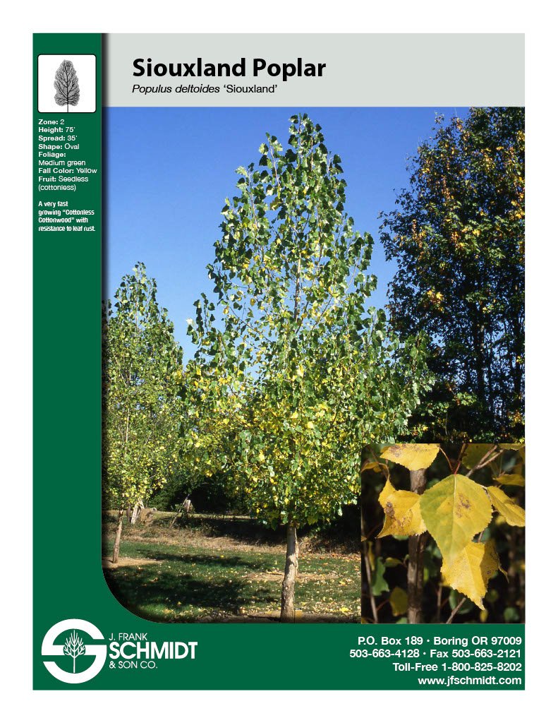 Siouxland Cottonwood (2).jpg