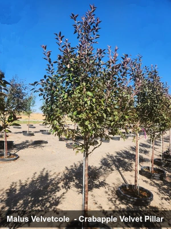 Velvet Pillar Crabapple (Malus Velvetcole) #25