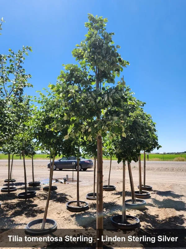 sterling silver linden.jpg