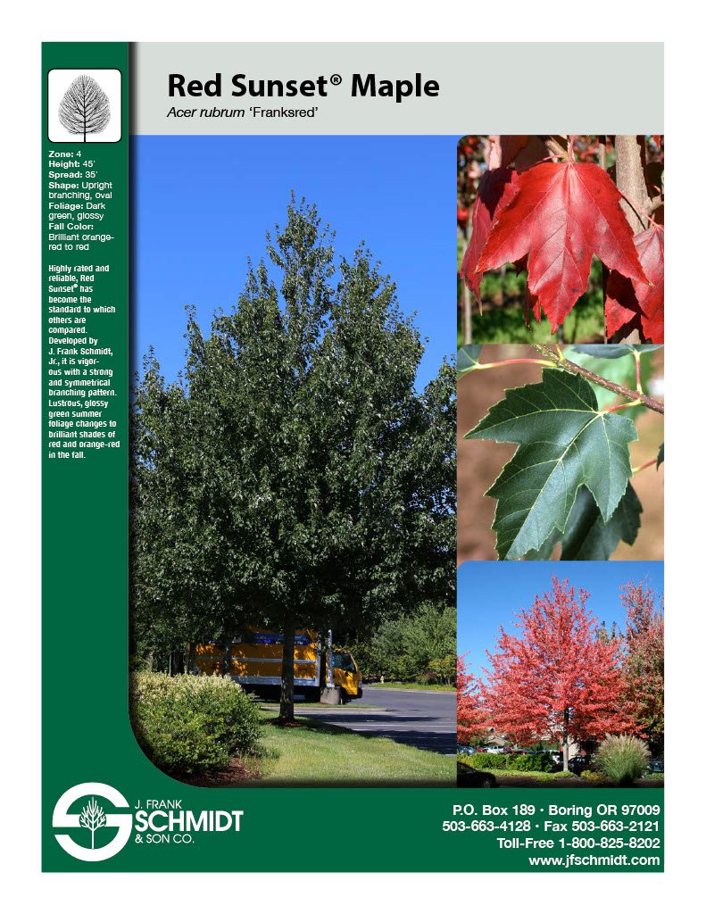 Forest Pansy Redbud (Cercis canadensis 'Forest Pansy') #7