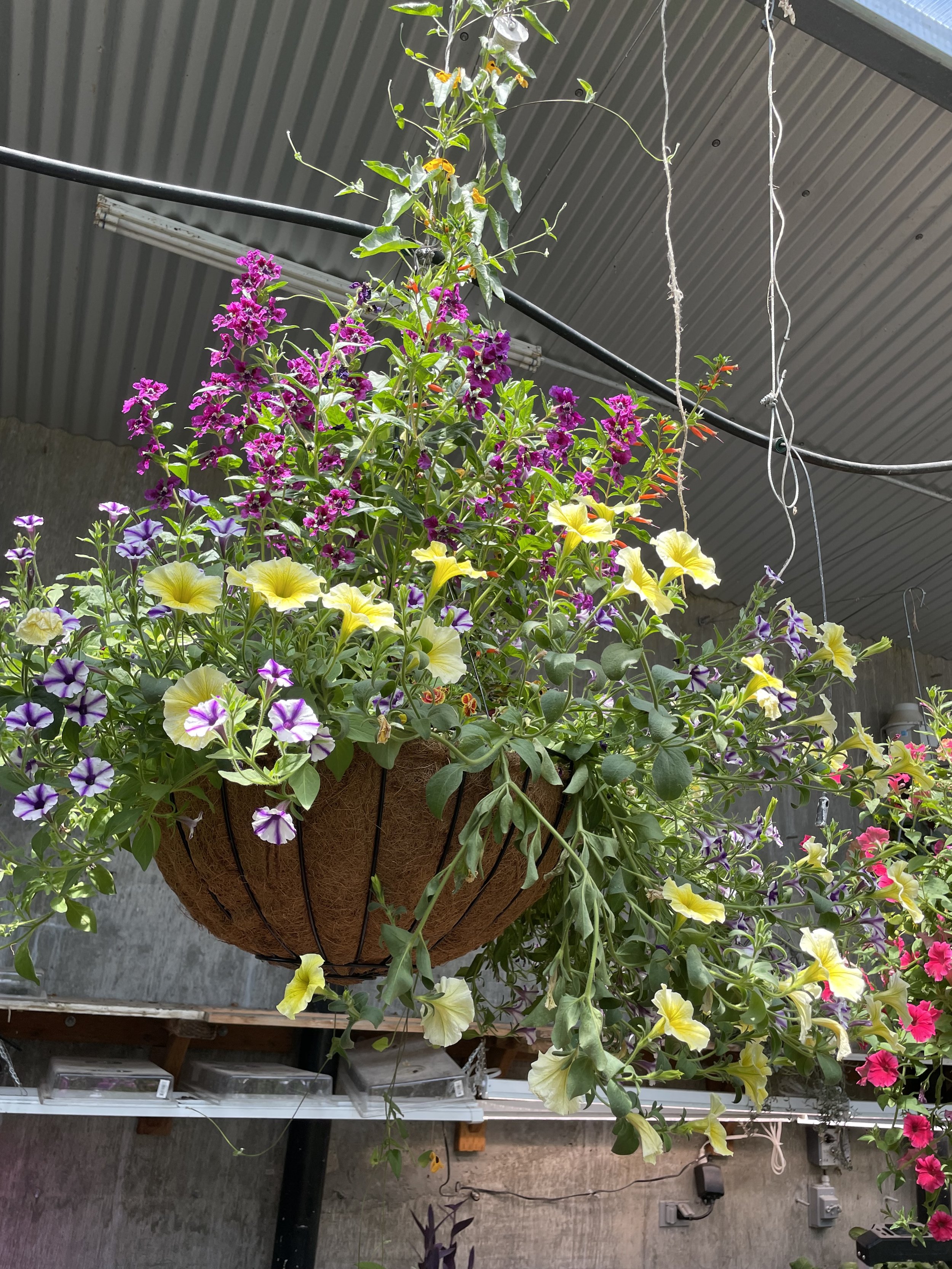 Photo May 30 2025, 1 48 22 PM.jpg