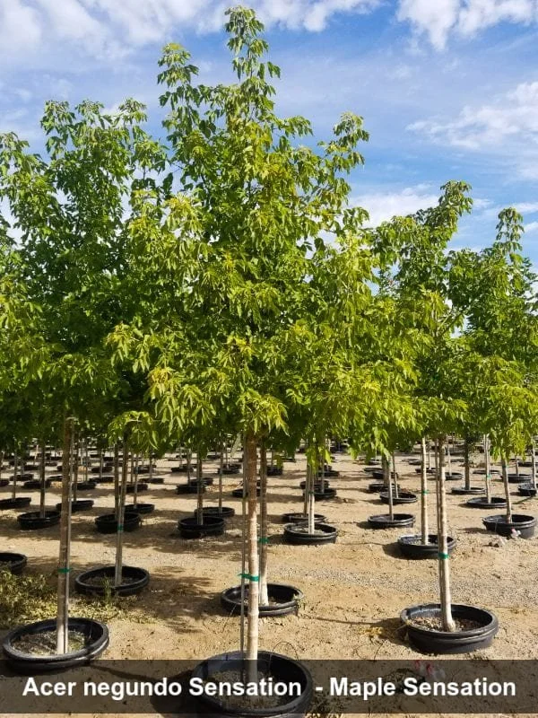 sensationboxelder.jpg (Copy)