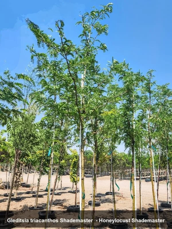 Shademaster Honeylocust (Gleditsia triacanthos 'Shademaster') #25