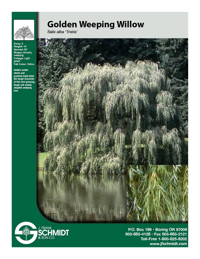 Golden Weeping Willow (2).jpg