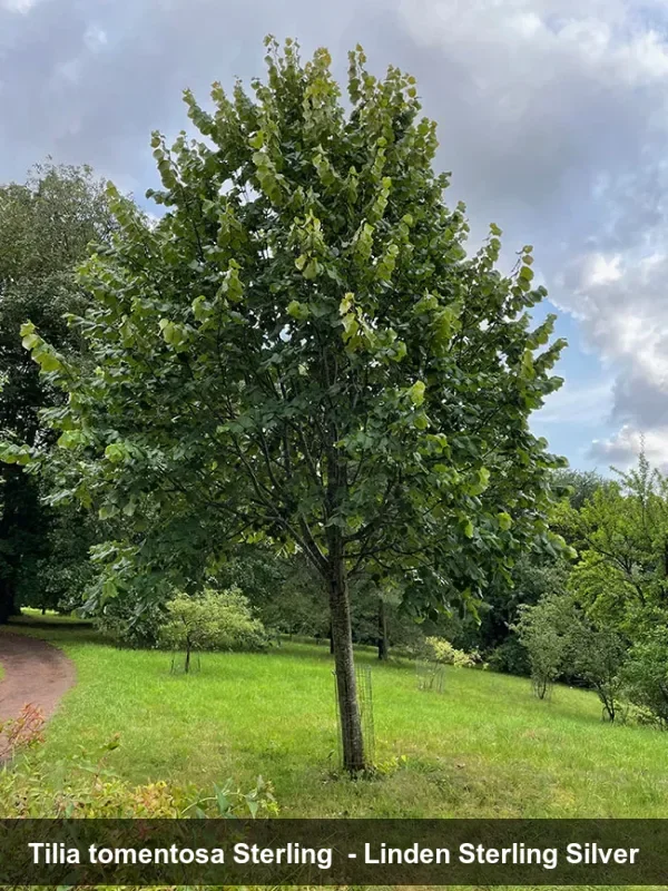 sterling silver linden2.webp