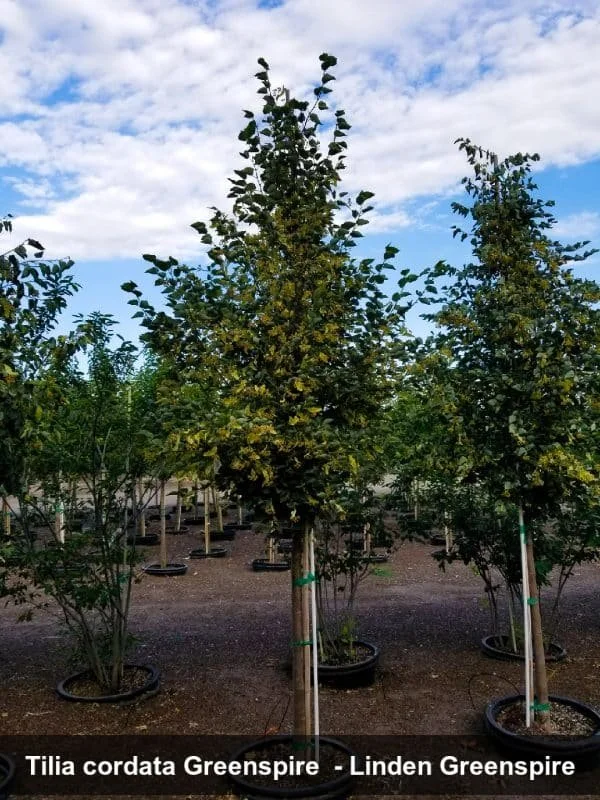 greenspire linden.jpg