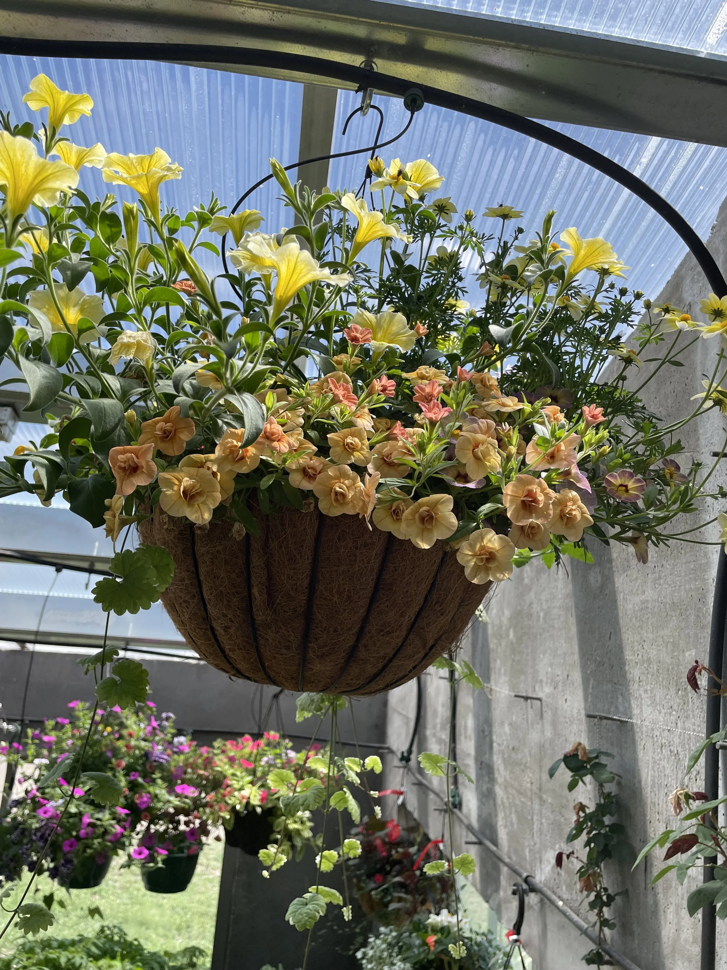 Photo May 19 2025, 2 52 57 PM.jpg