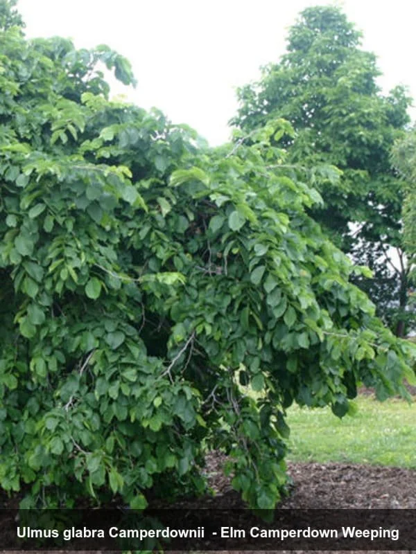 camperdown weeping elm2.jpg
