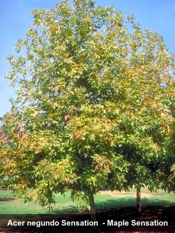 sensationboxelder2.jpg (Copy)