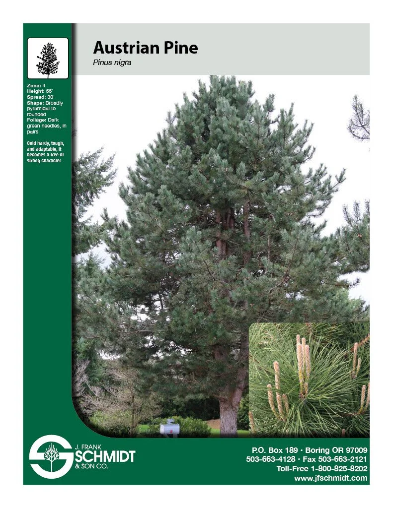 Austrian Pine (Pinus Nigra) 7' B&B