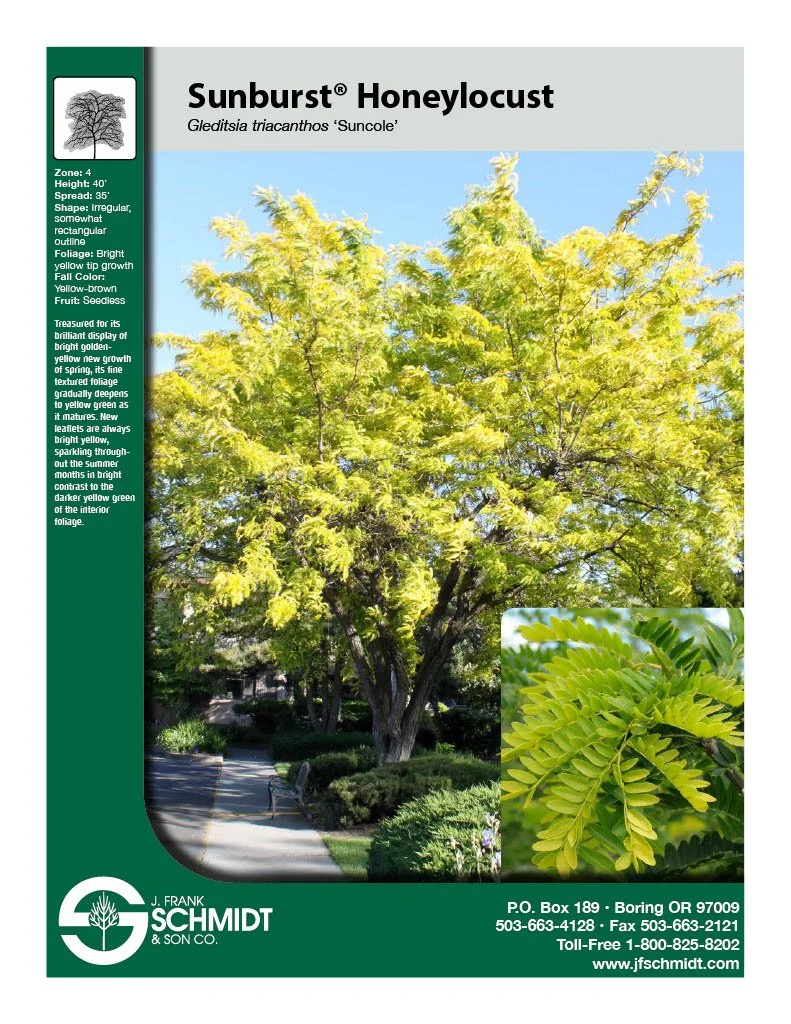 Sunburst Honeylocust (Gleditsia triacanthos 'Sunburst') #15