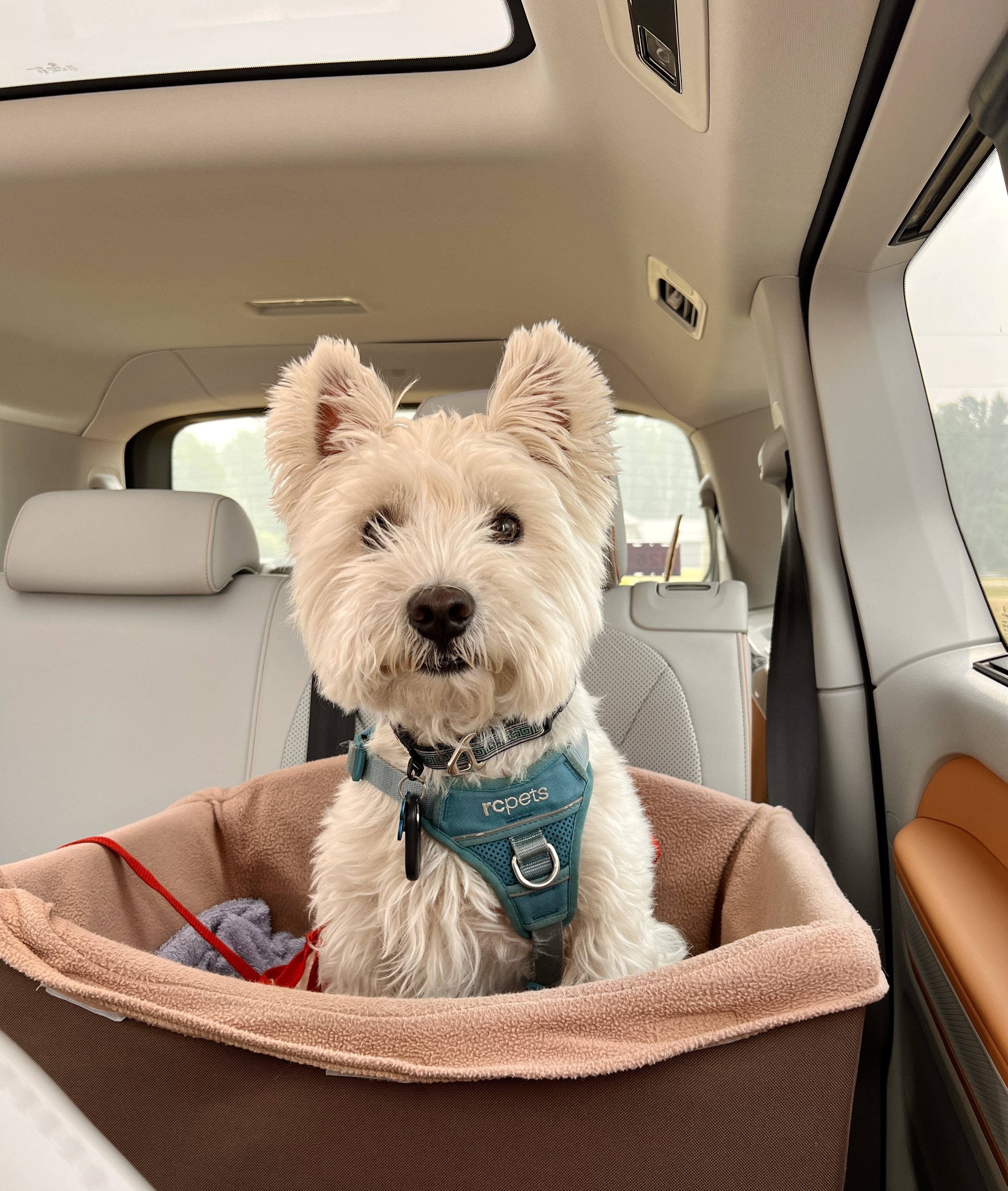 A cute Westie dog on tour with County Casual Tours in VW ID Buzz