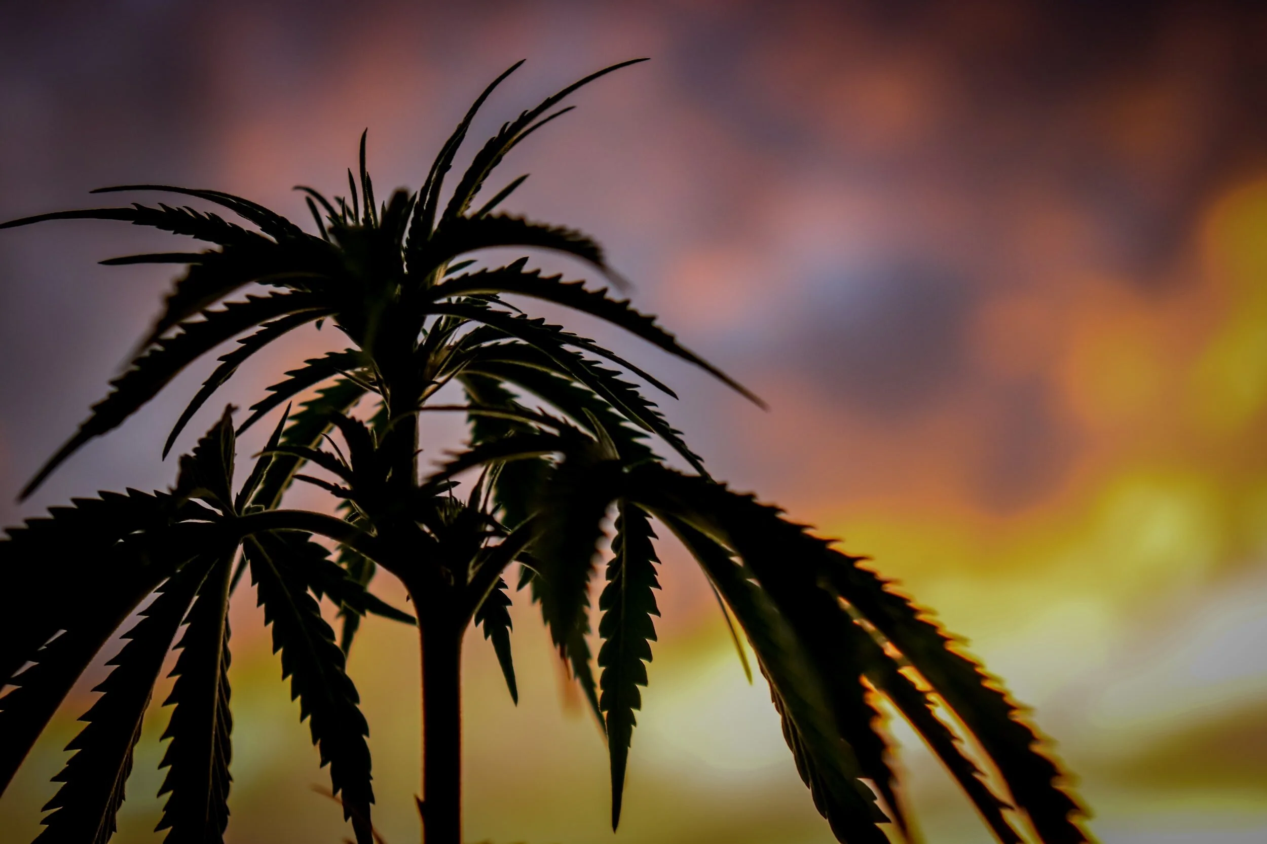 Chill, Delivered. Weed delivery NJ. Legal. All of New Jersey, Best