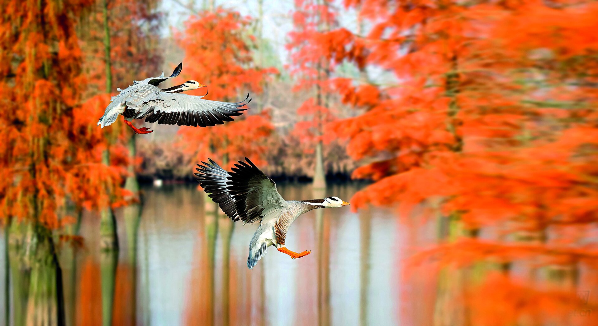 databases-to-identify-key-biodiversity-areas-with-birdlife
