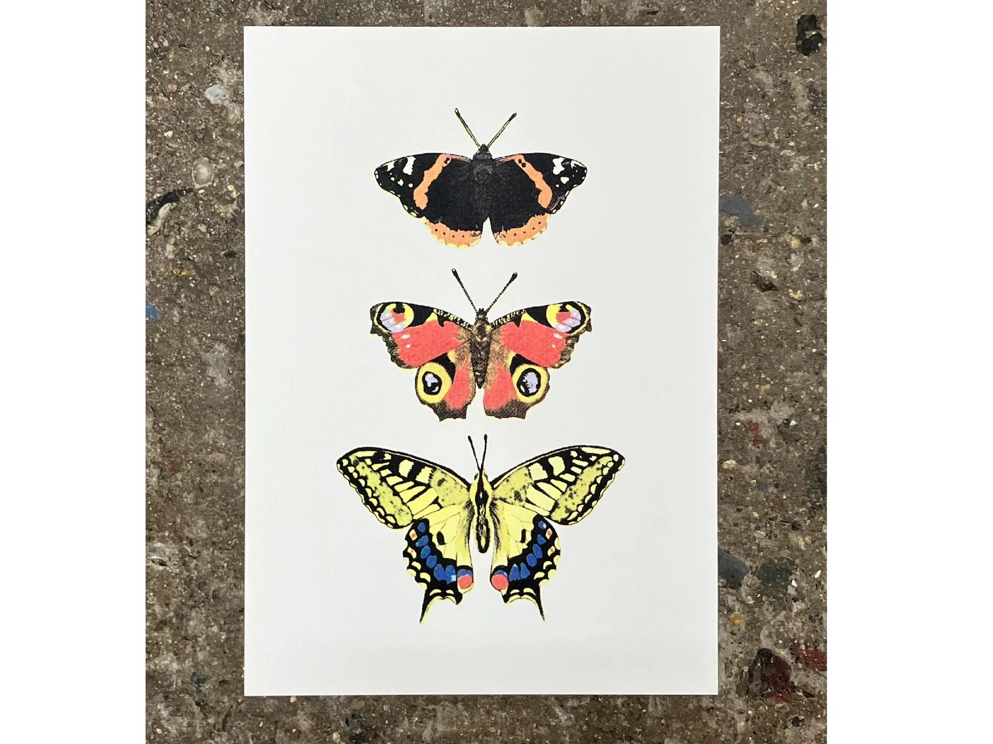 butterfly study 2 web.jpg