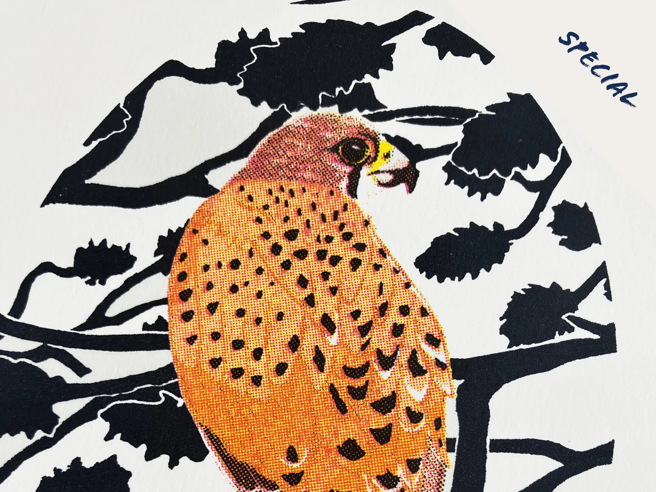 Red Kestrel