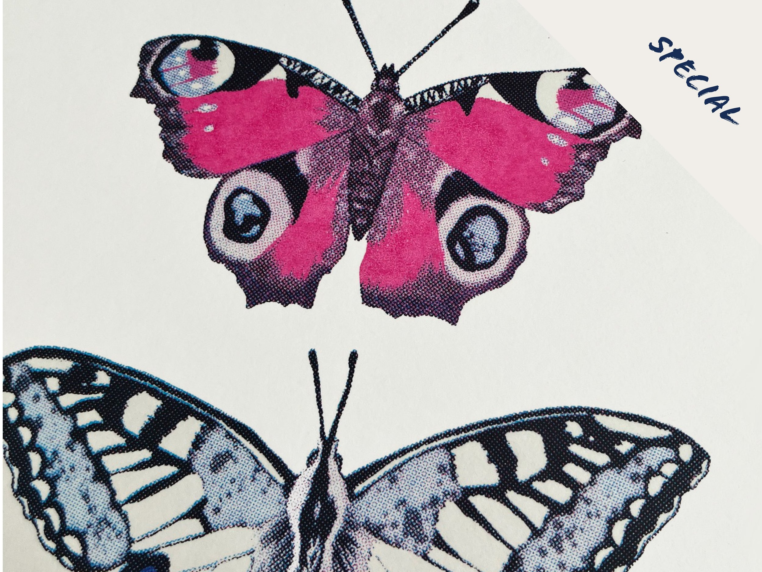 Blue Butterfly special.jpg