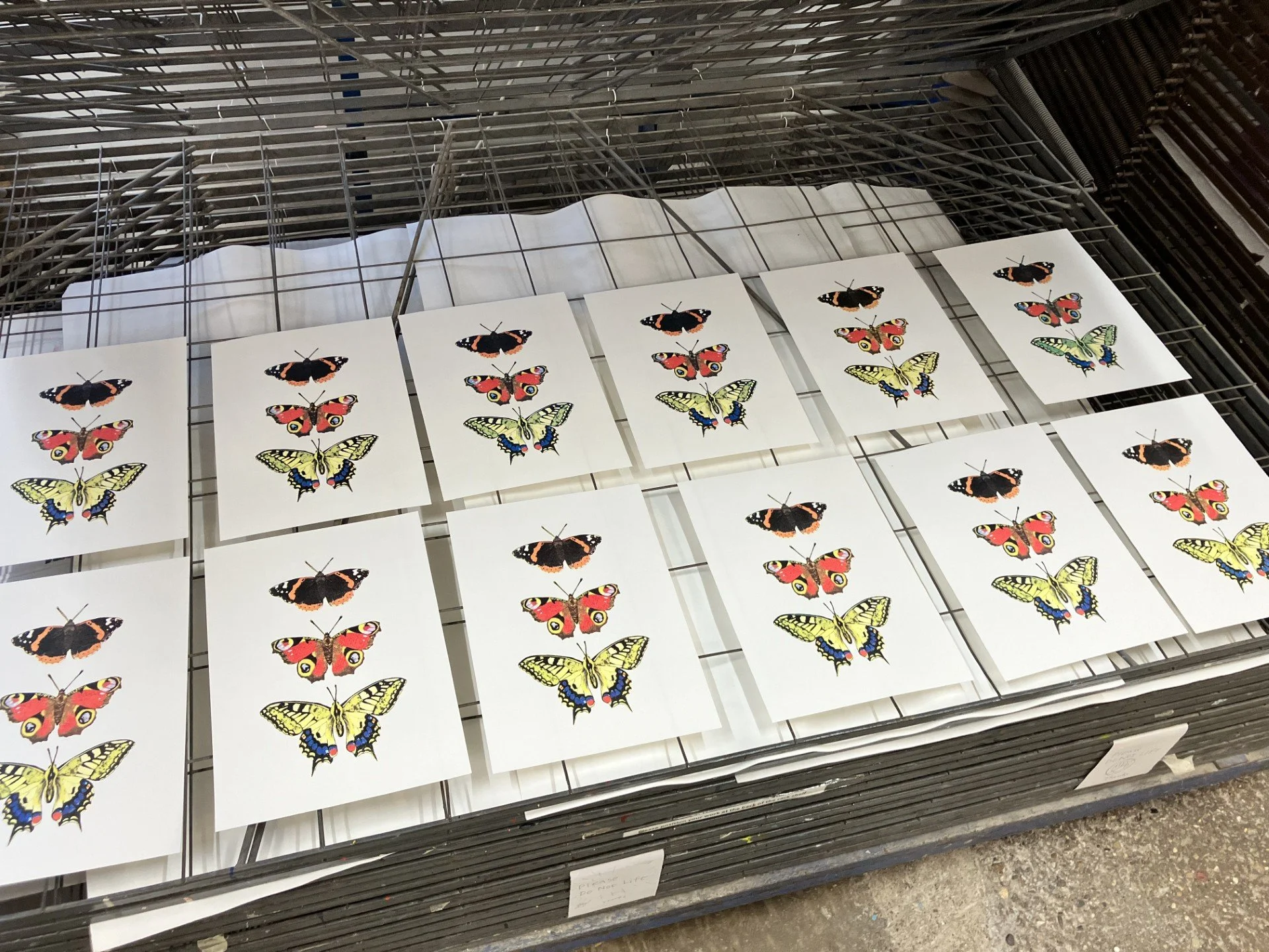 butterflies in a row.jpg