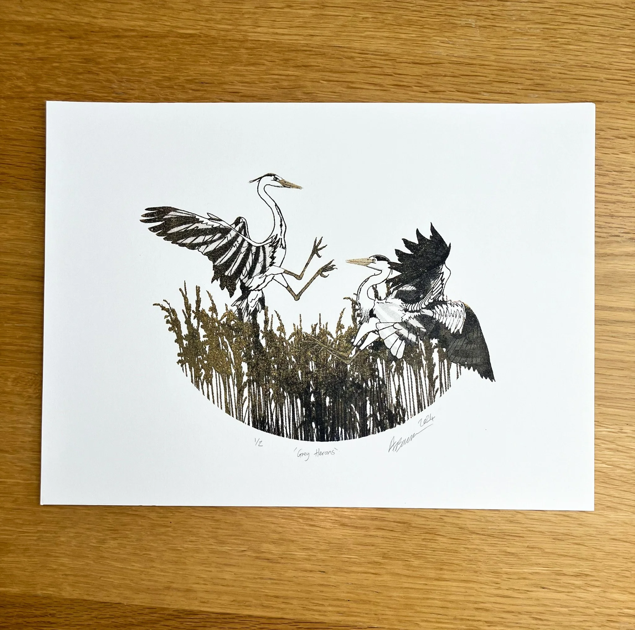 Grey heron 3.jpg