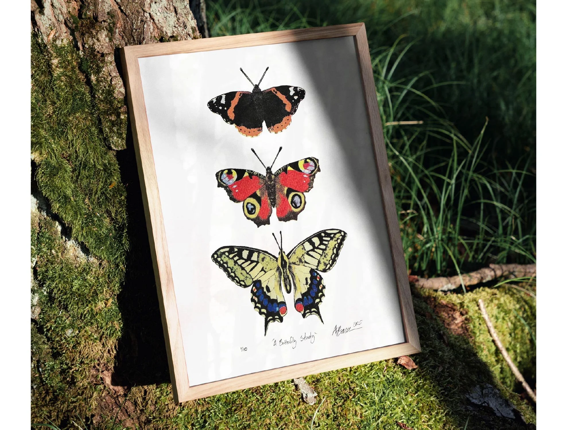 outdoor framed butterfly study web.jpg