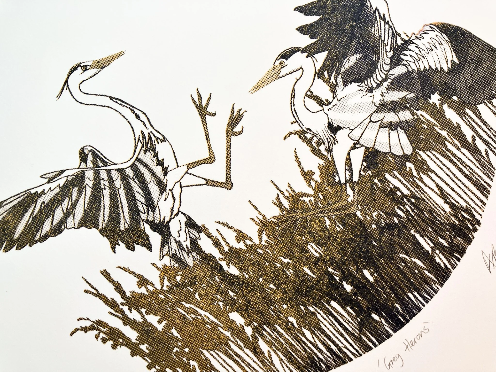 grey heron 2.jpg
