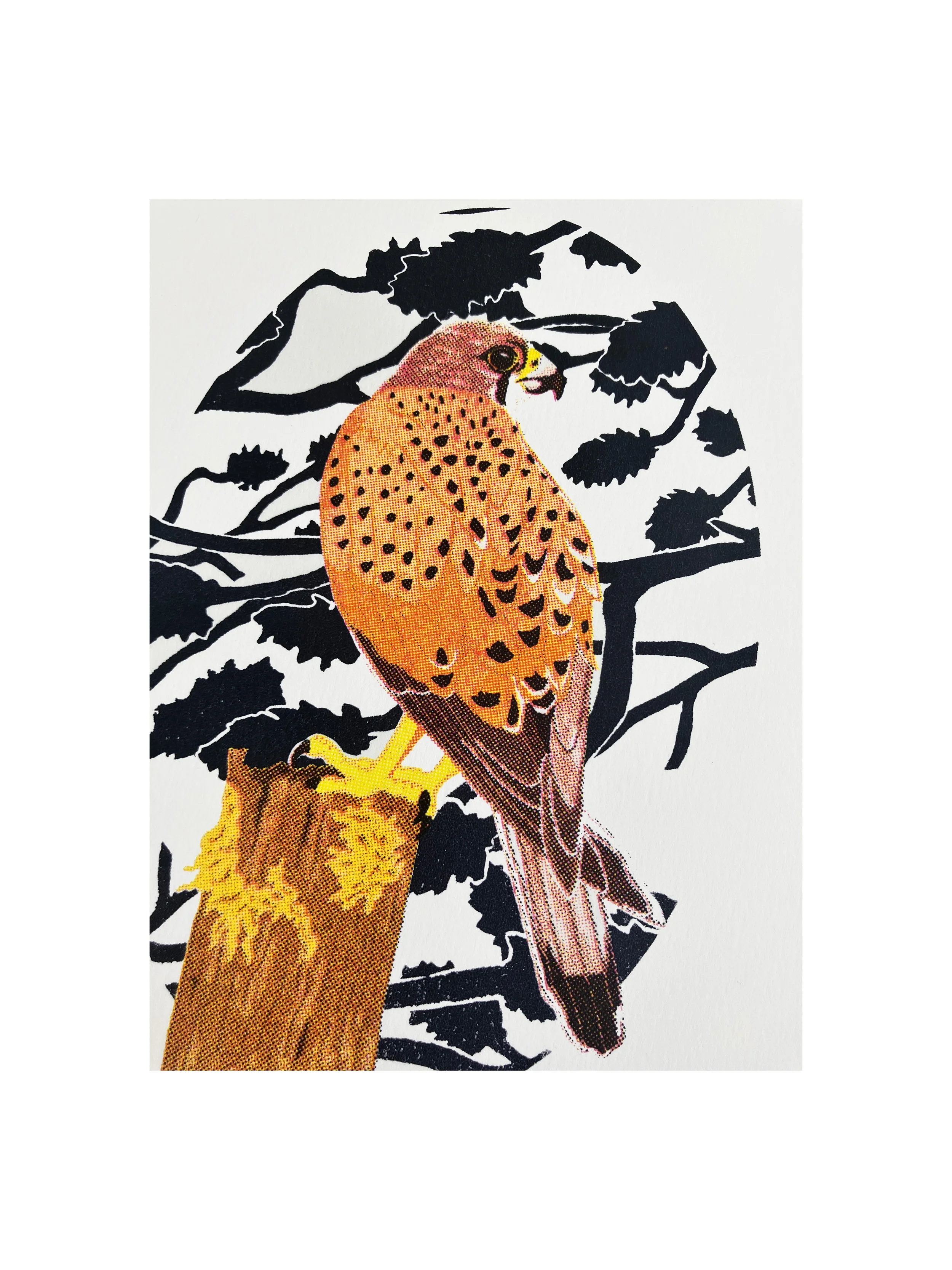 Red Kite web 2.jpg