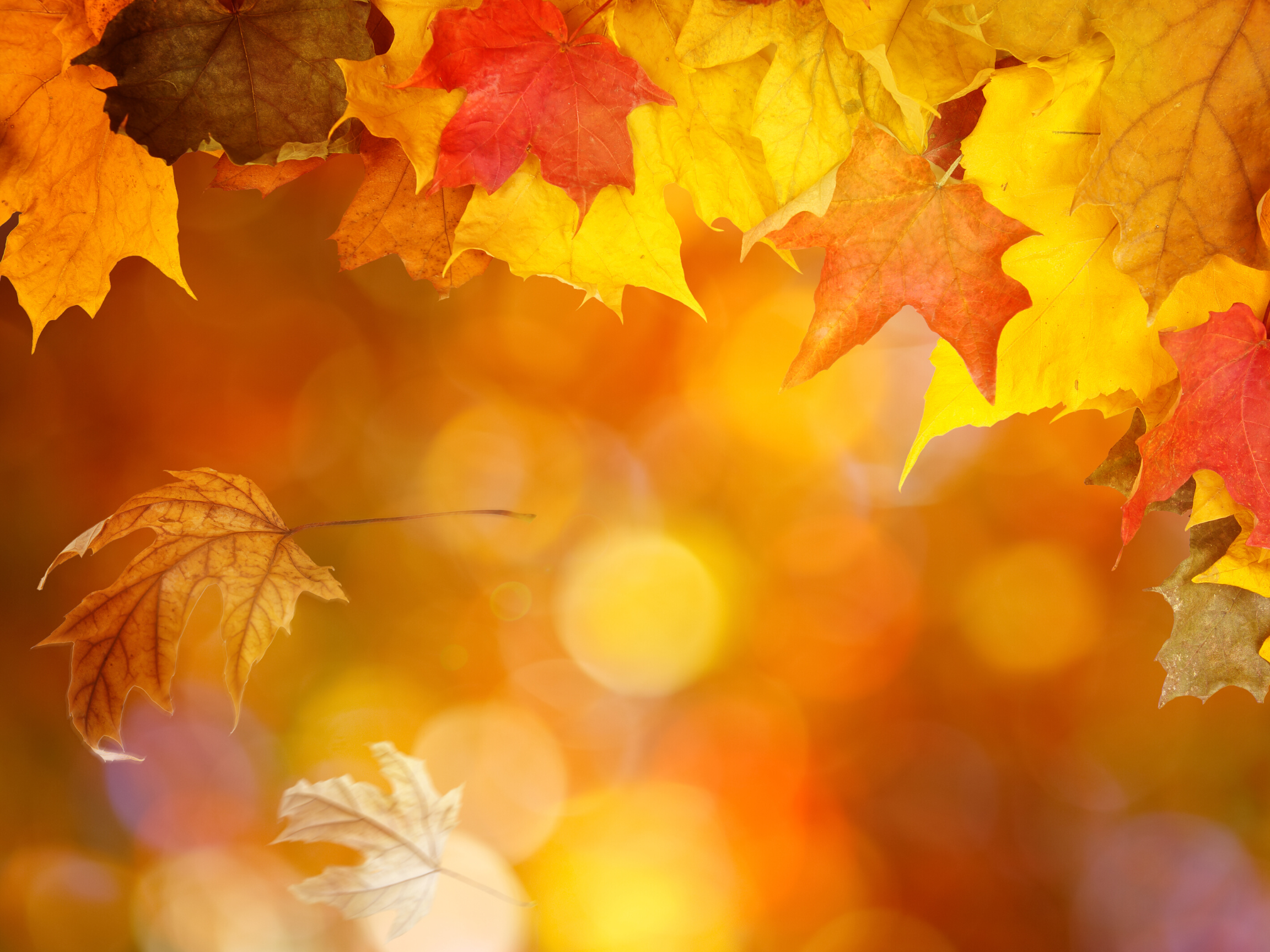 Celtic Colours Tour 2025 — Cabot Discovery Tours