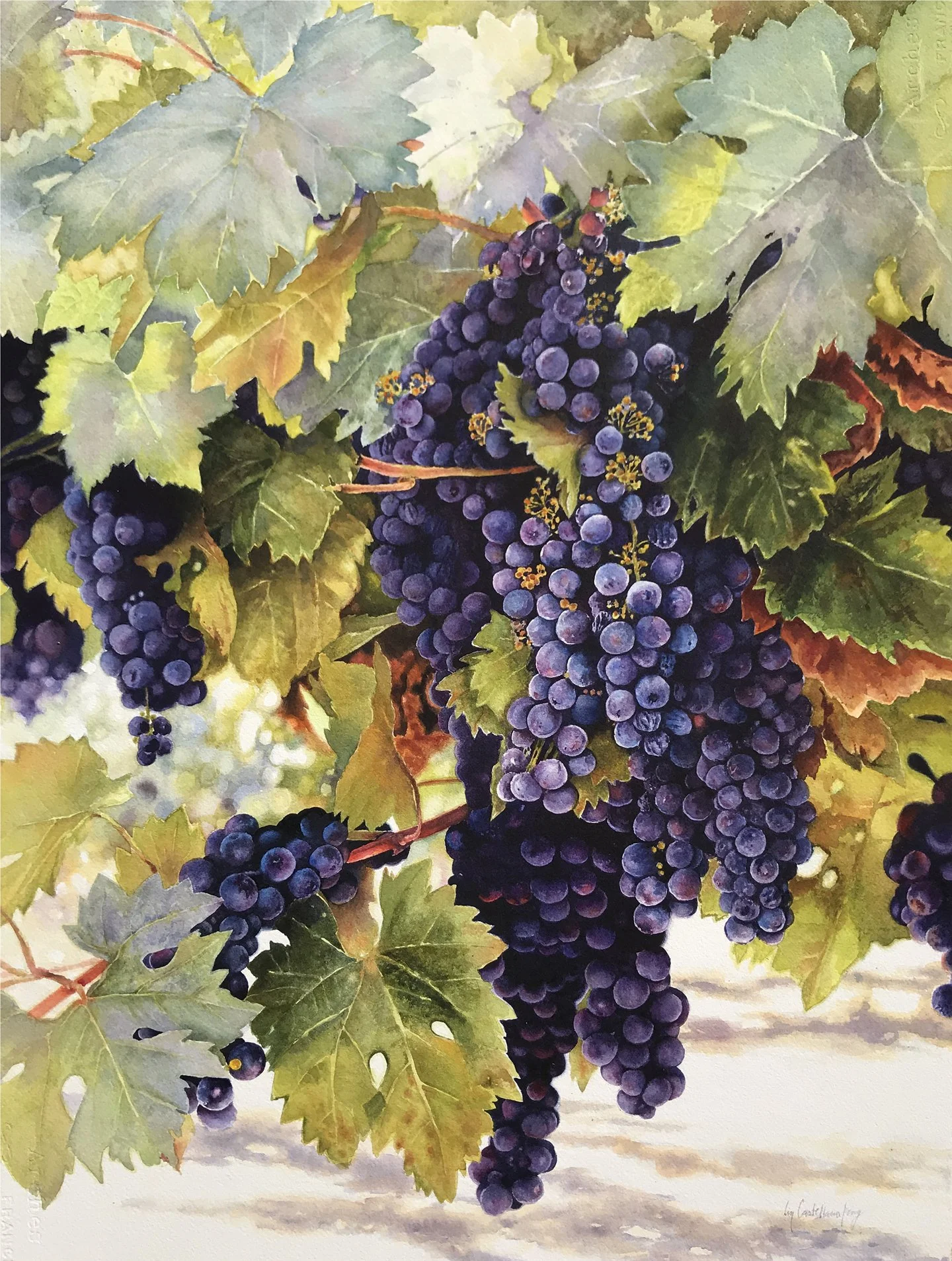 Renzulli Grapes.jpg