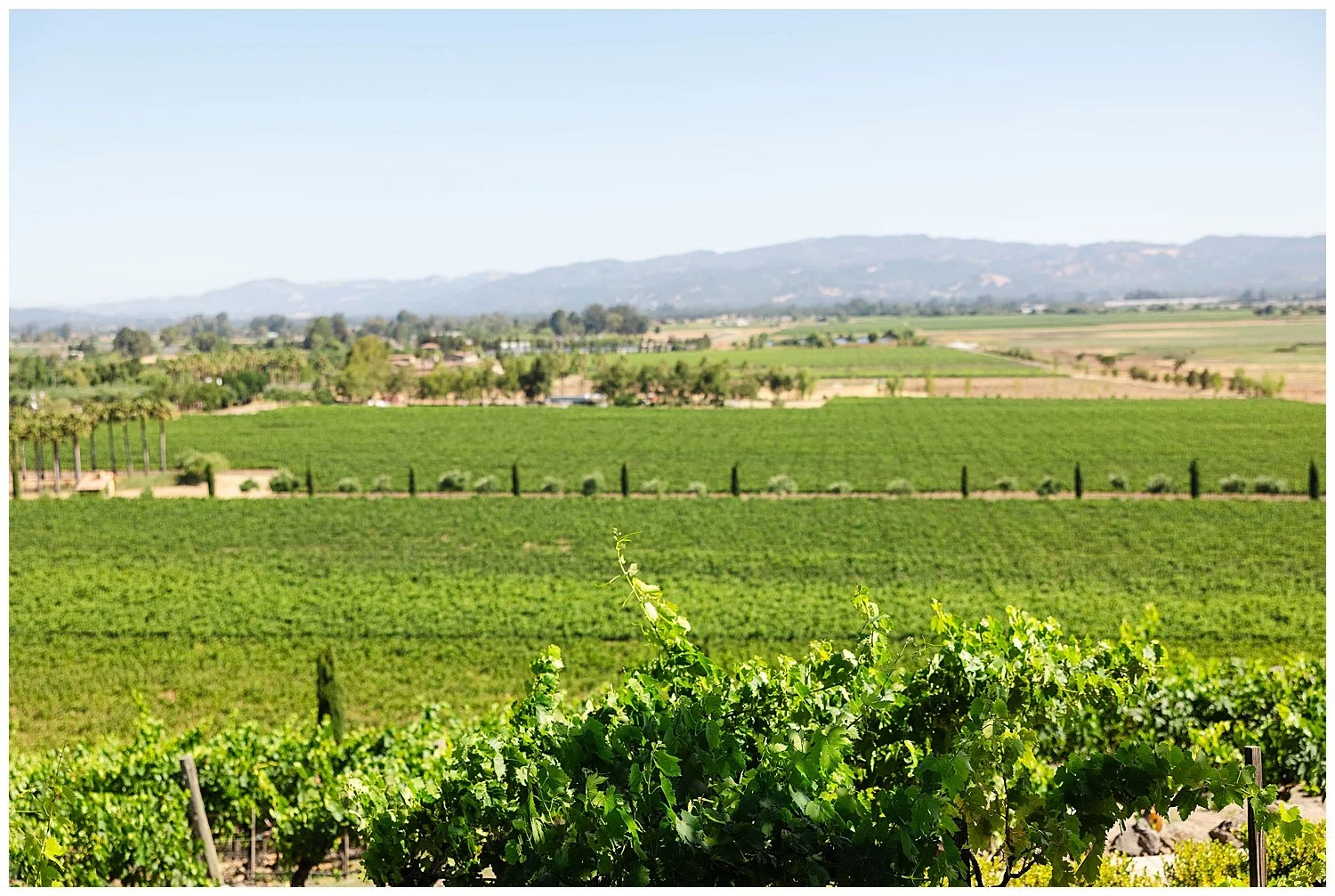 Engagement at Viansa Winery in Sonoma California-1.jpg