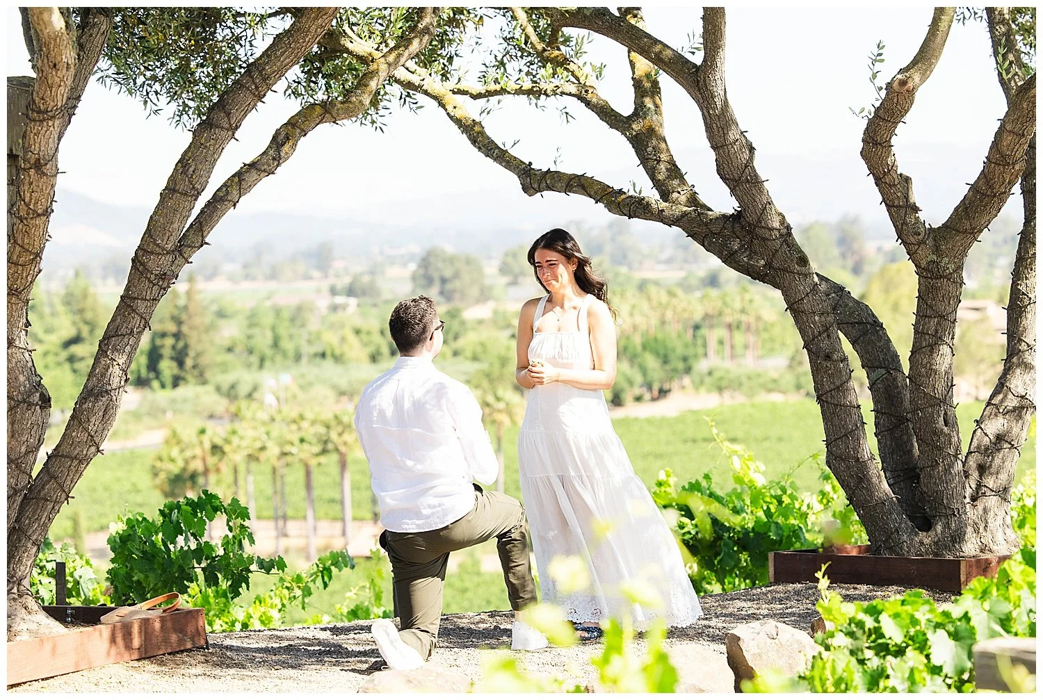 Engagement at Viansa Winery 