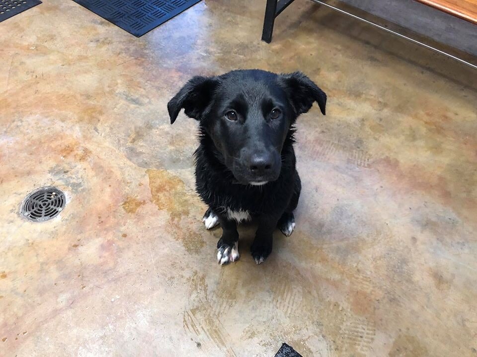 used louis vuitton dog collar