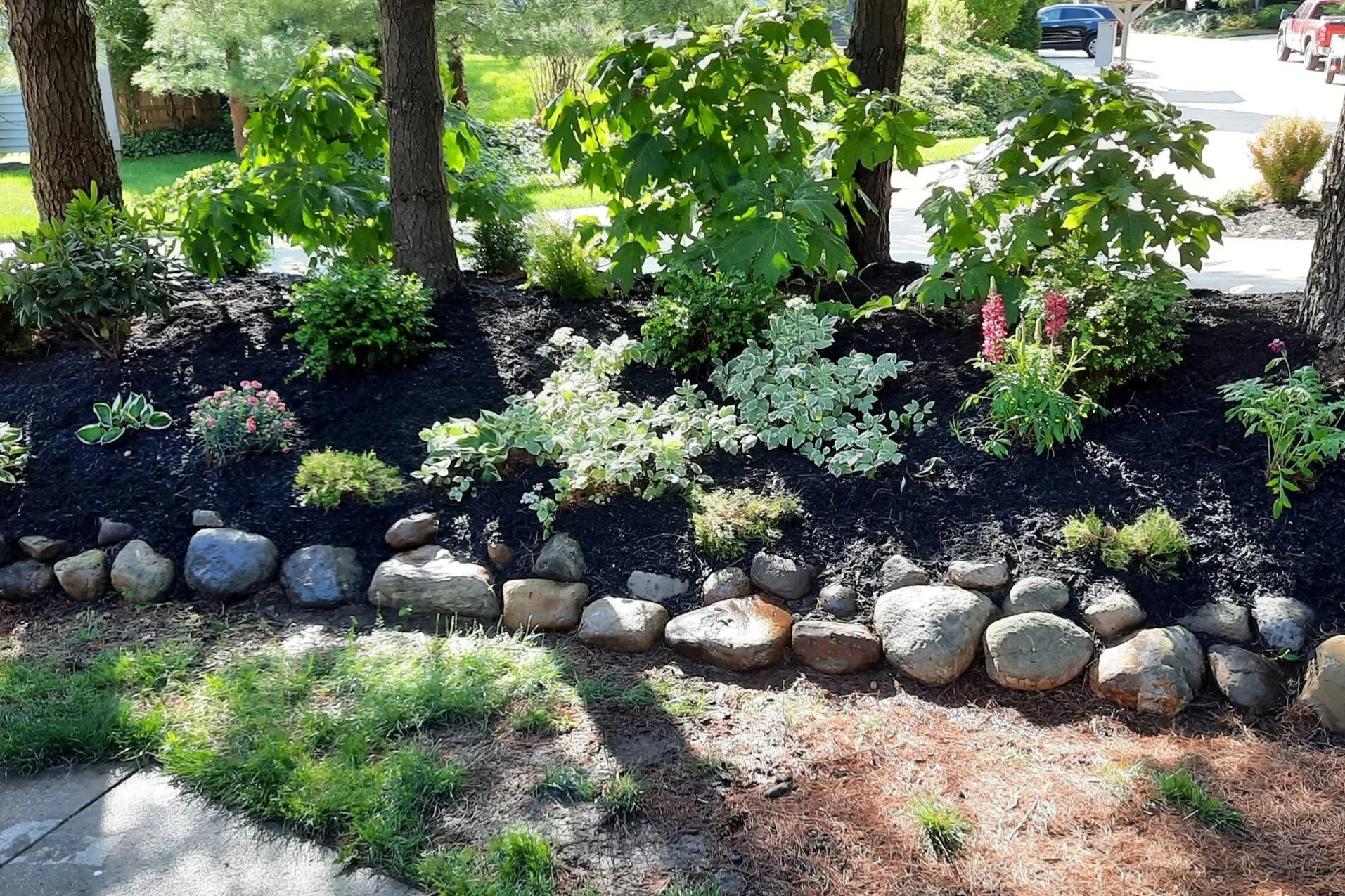 A landscaped garden with rocks and plants, including trees, shrubs, and flowering plants, near a sidewalk and driveway in a residential area.