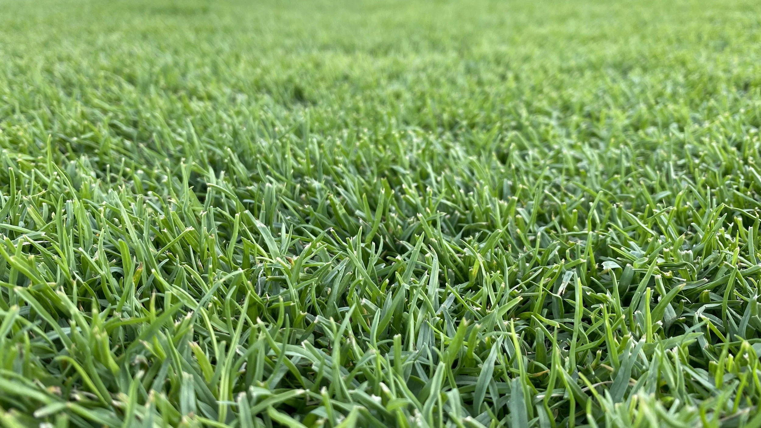 Close-up of lush green grass in a field.