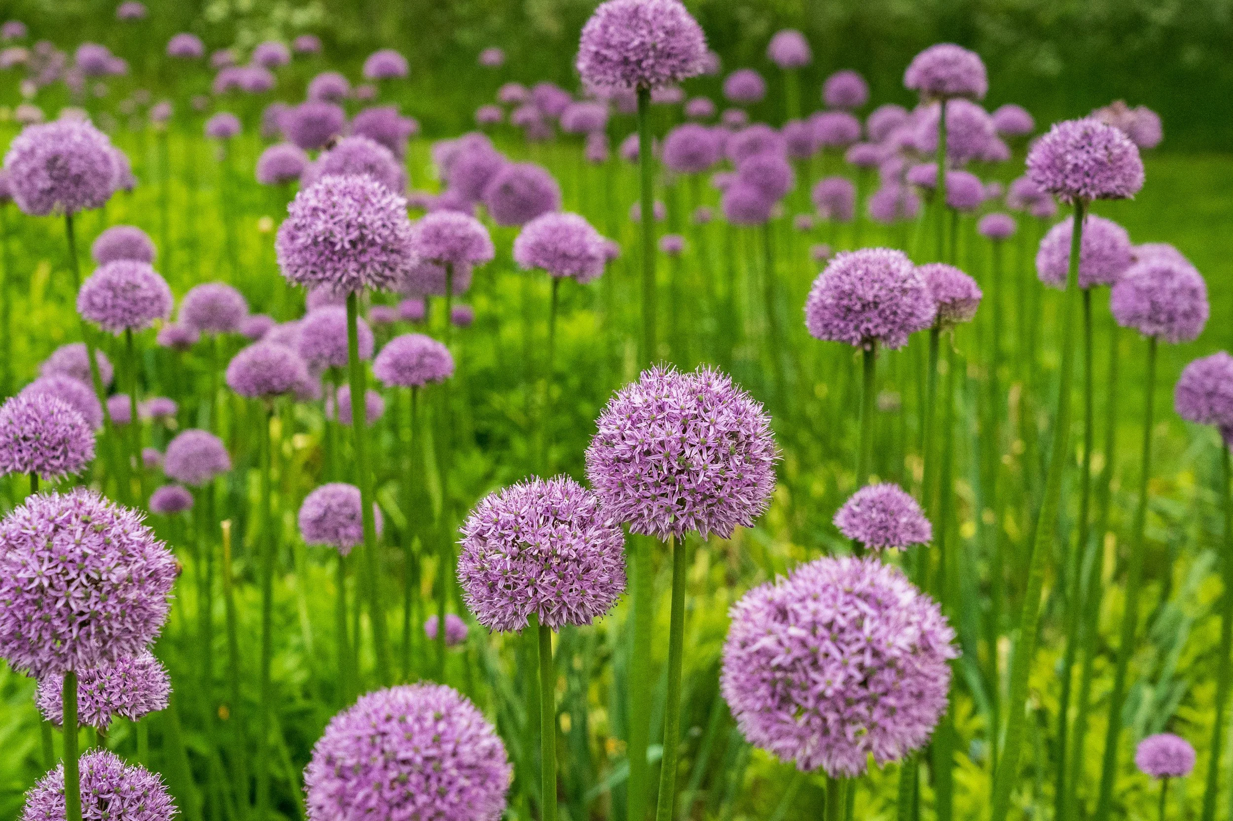 A field of purple allium flowers with green grass and blurred greenery in the background.