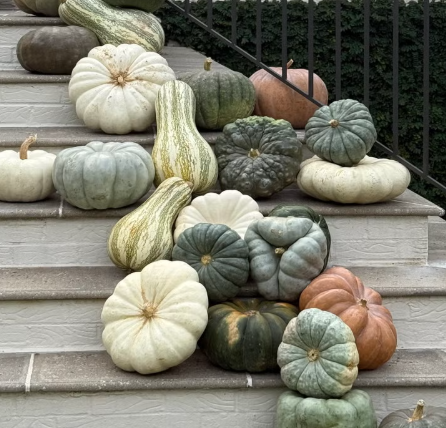 A collection of pumpkins and gourds of various sizes, shapes, and colors arranged on outdoor steps.