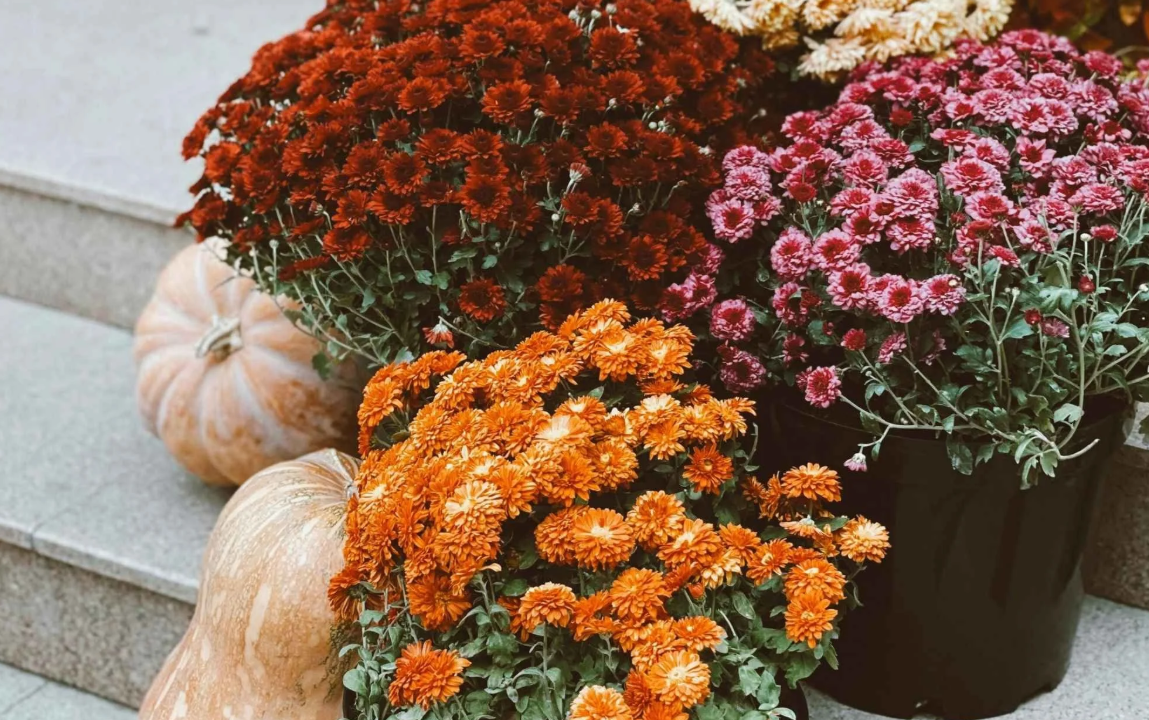 Orange, pink, and red chrysanthemums with two light-colored pumpkins on stone steps.