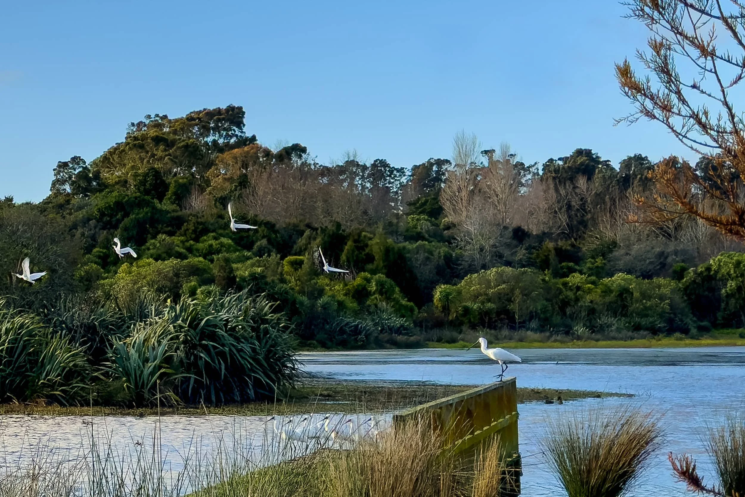 wetlands.jpg