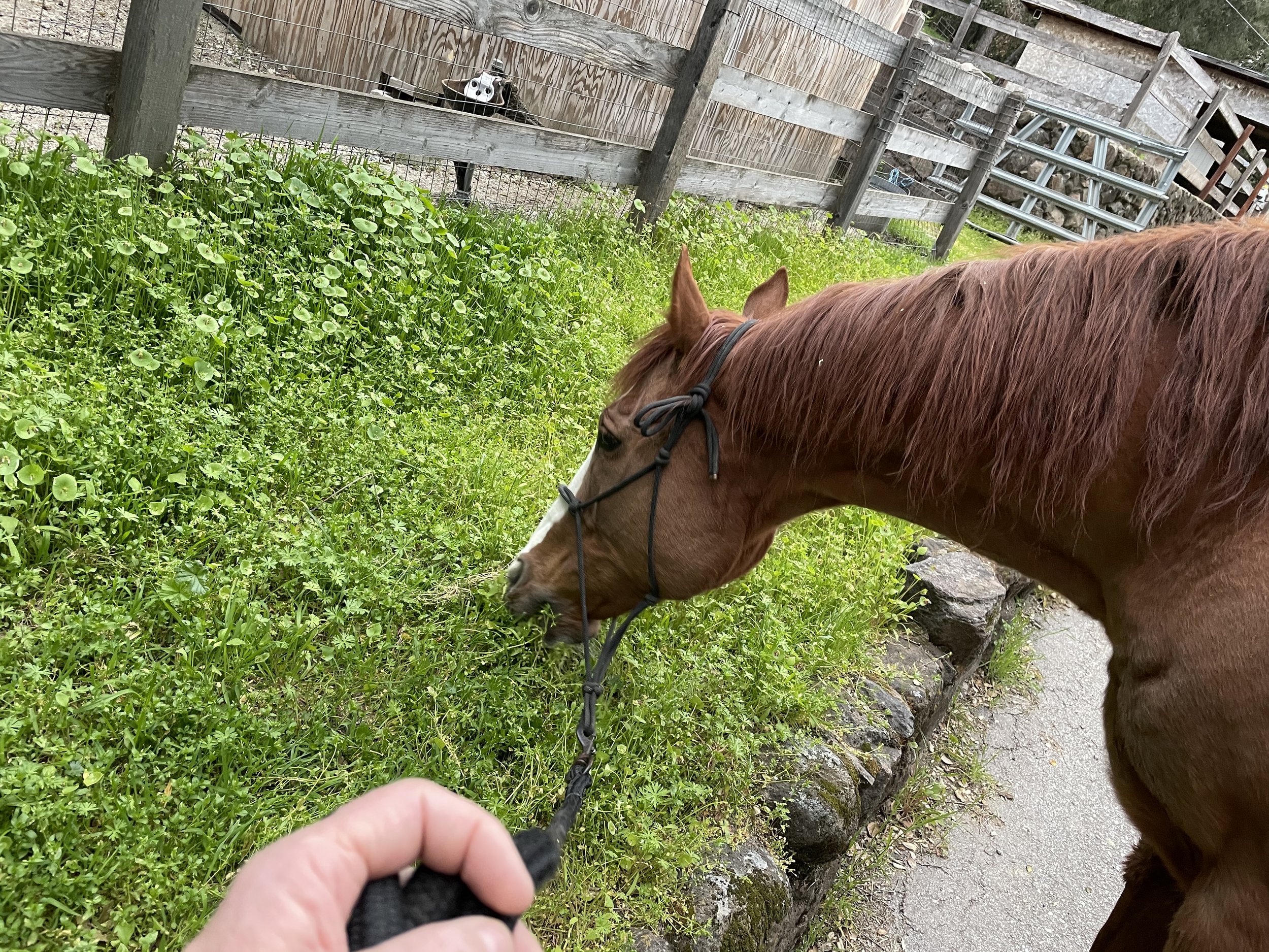 Simon is a thoroughbred race horse who is now living the retired life