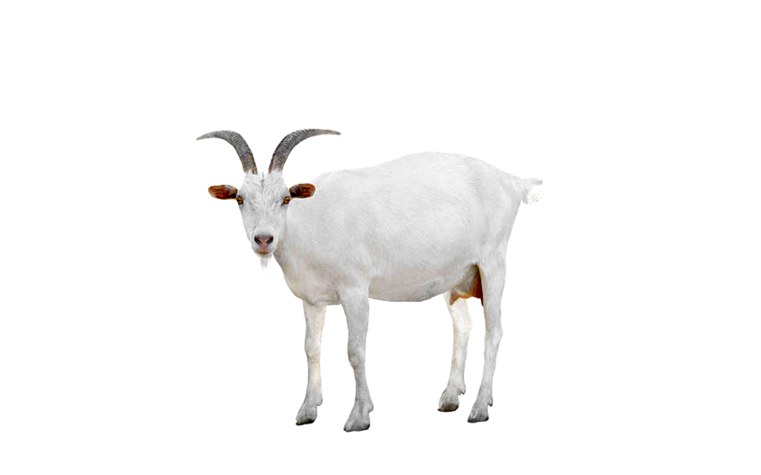 TrophyGoat_LOGO_BlackText_GOATONLY_2638x1649.png