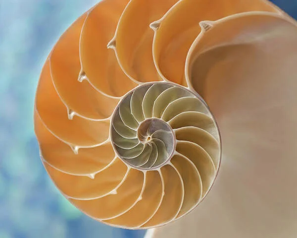 Living A Feminine Life