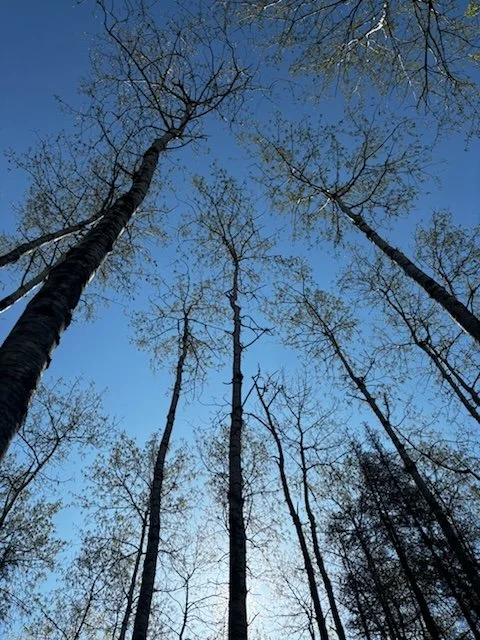 Quaking Aspen: Questions and Lessons