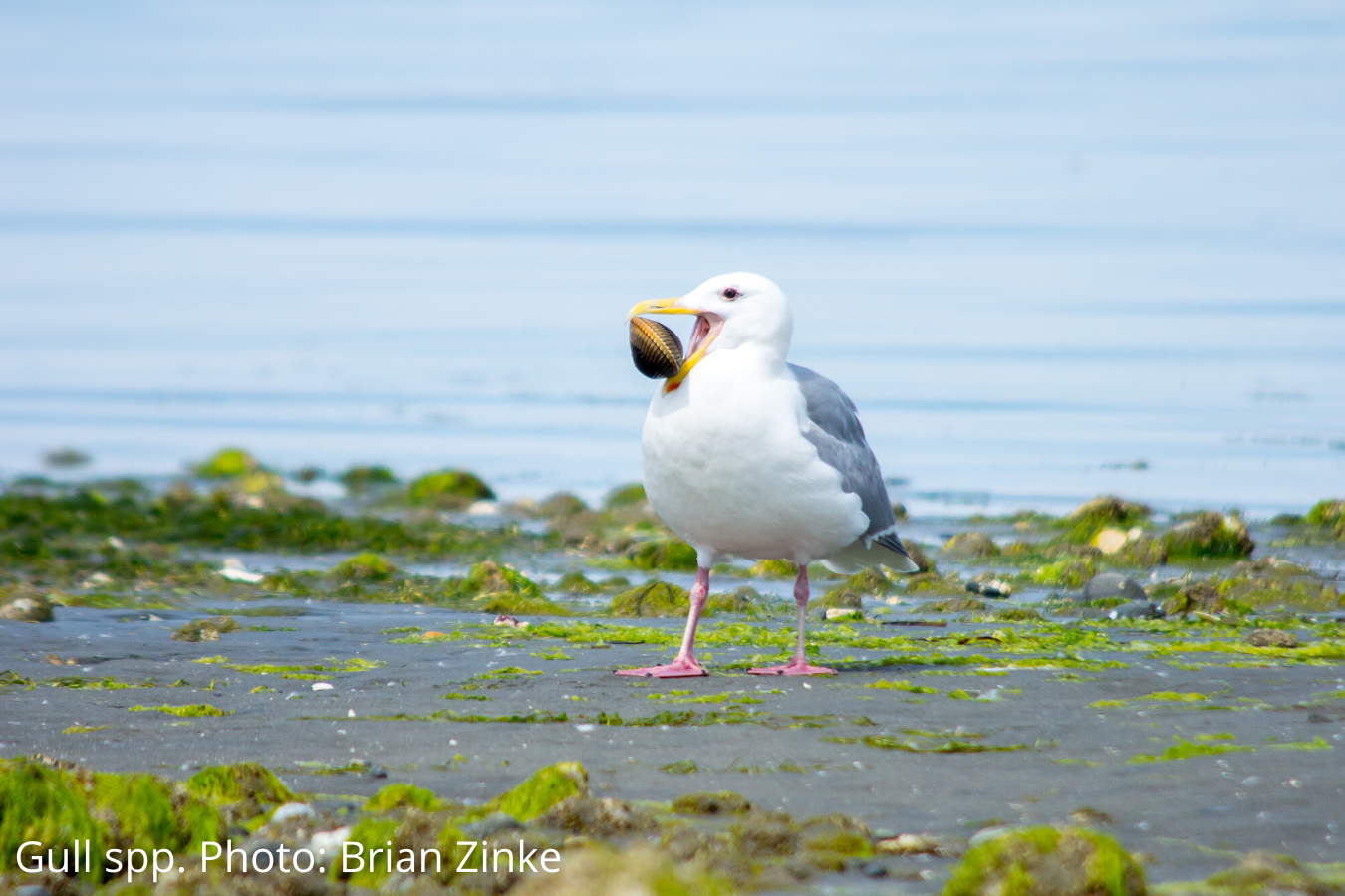 Class: Winter Gulls of Puget Sound