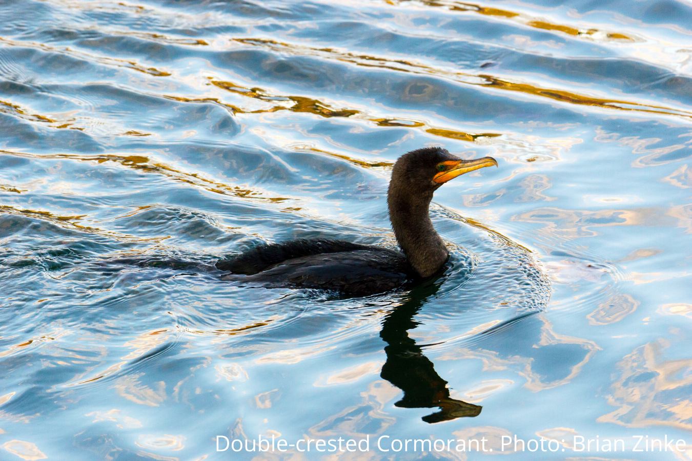 Marine Birds of Washington's Inland Waters