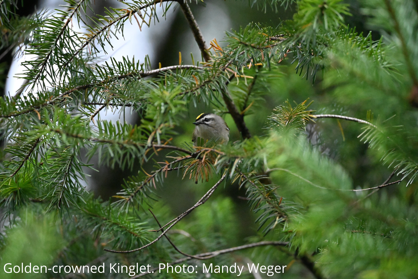 Postponed - Birding By Ear