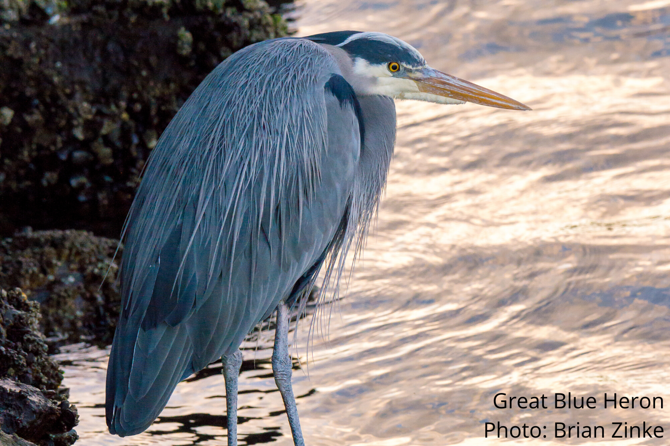 Postponed - Birding 101