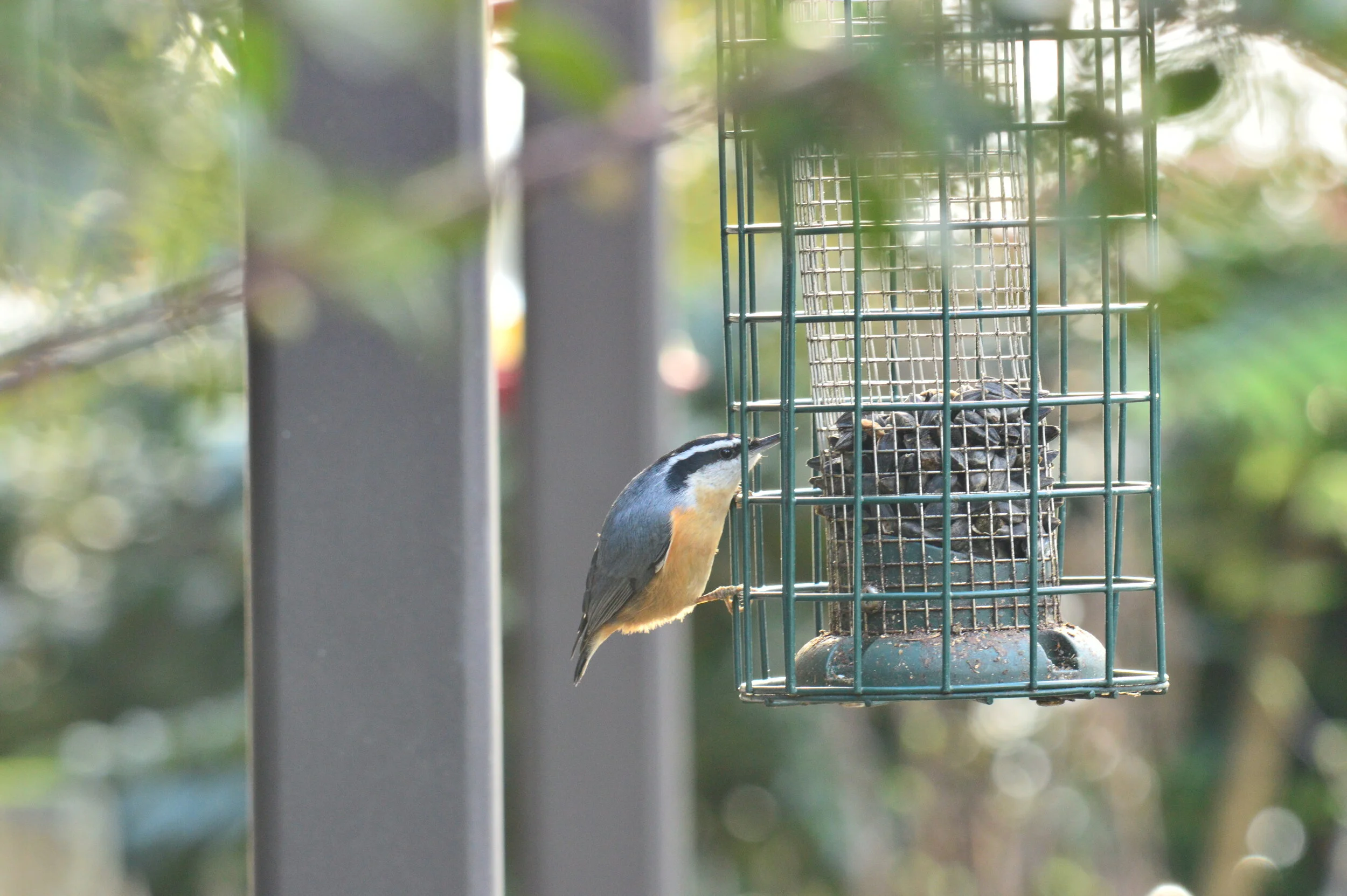 Reconnect with Your Local Birds