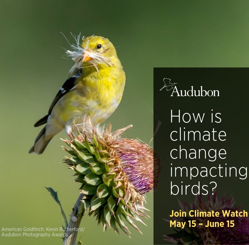 Climate+Watch+Summer+-+FB+-+American+Goldfinch.jpg